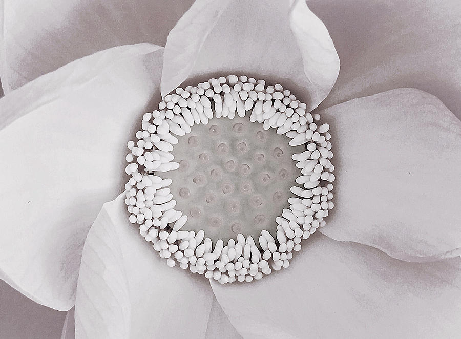 White Lotus Photograph by Susan Maxwell Schmidt