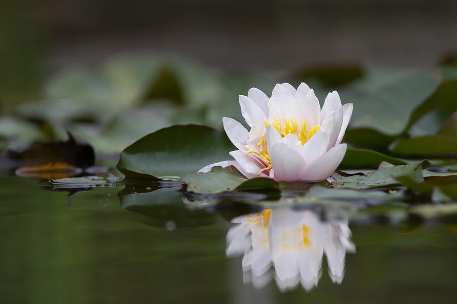 White lotus waterlily lily flower in a pond Photograph by Elenarts - Elena Duvernay photo