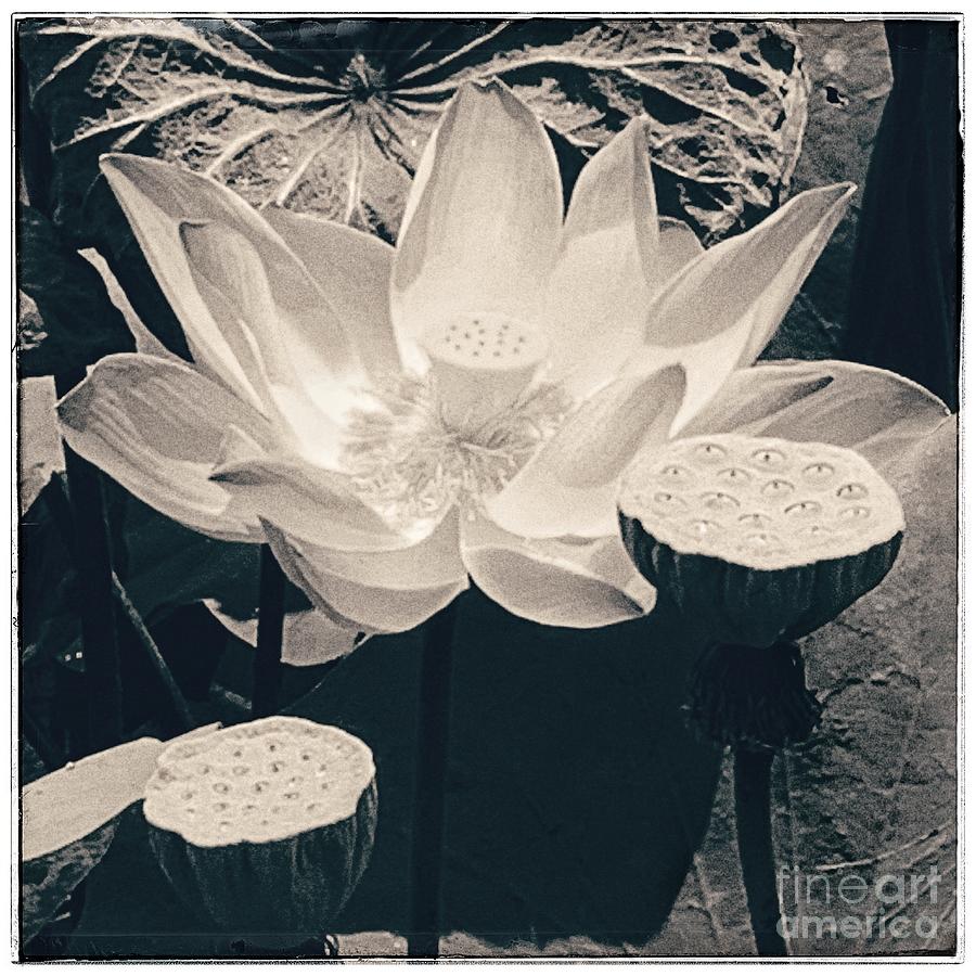 White Lotus Photograph by Wendy Golden