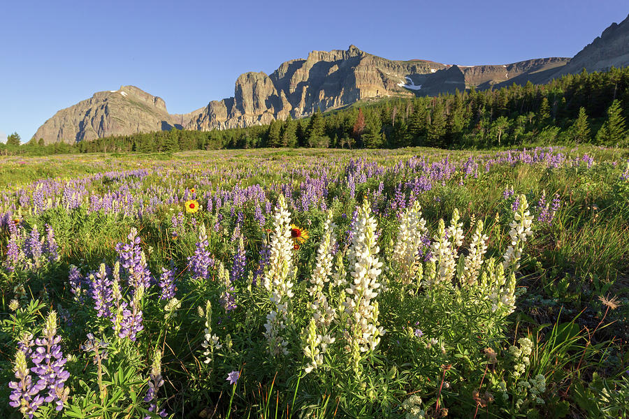 White Lupine at Glacier Photograph by Jack Bell