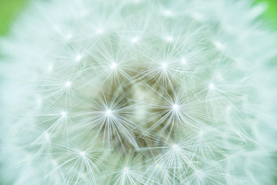 White Macro Dandelion Puffball With Green Photograph by Iris Richardson ...