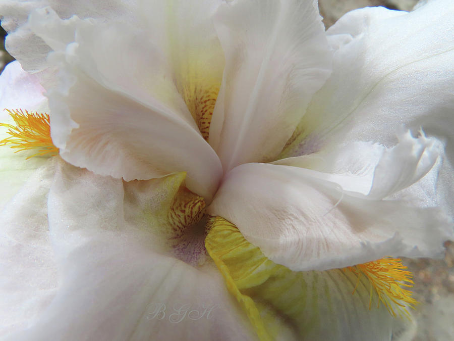 White Magic - Floral Photography - Iris Macro - Beautiful Flowers Photograph by Brooks Garten Hauschild