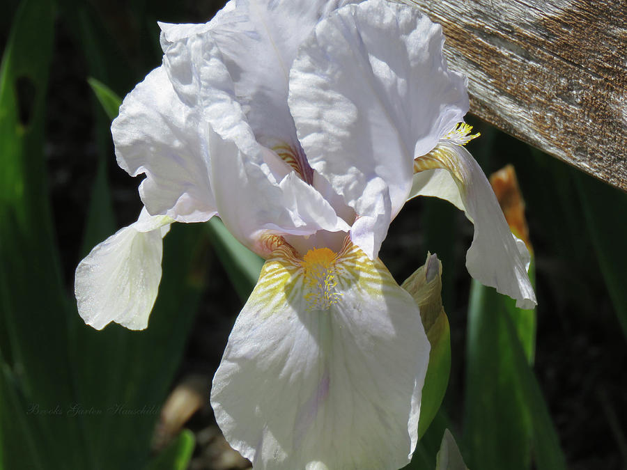 White Magic Iris - Springtime Blossoms - Floral Macro - Irises  Photograph by Brooks Garten Hauschild