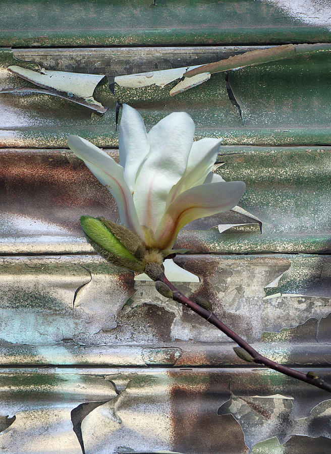 White Magnolia and Metal Door Photograph by Cate Franklyn