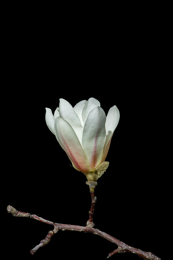 White Magnolia Bloom Photograph by Cate Franklyn