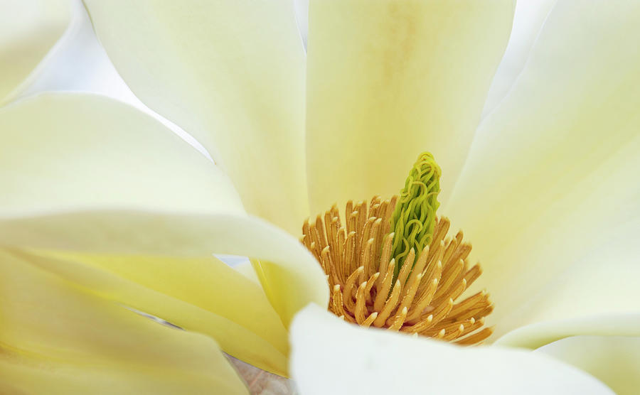 White Magnolia Bloom Photograph by Karen Smale