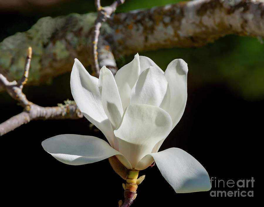 White Magnolia Blossom, 1 Photograph by Glenn Franco Simmons