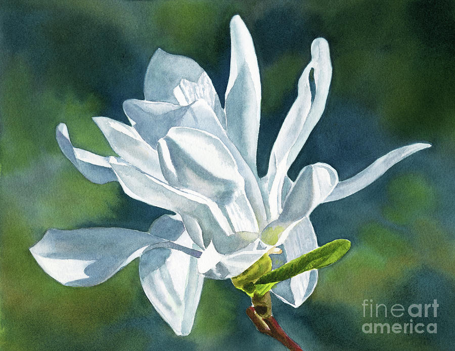 White Magnolia Blossom with Blue Green Background Painting by Sharon Freeman