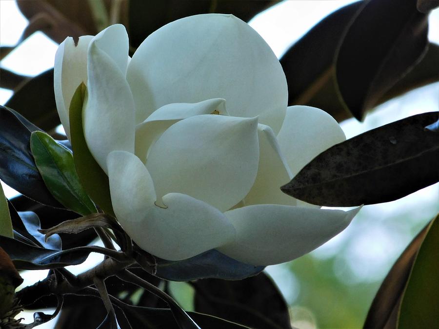 White Magnolia Photograph by Catherine Gagne