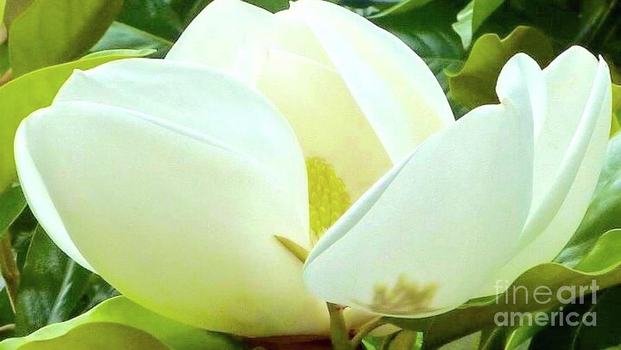 White Magnolia Elegance Photograph by Susan Garren