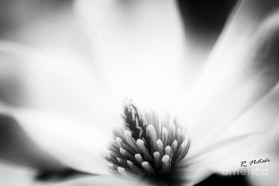 Black And White Photograph - White Magnolia Flower Spring BW by Renata Natale