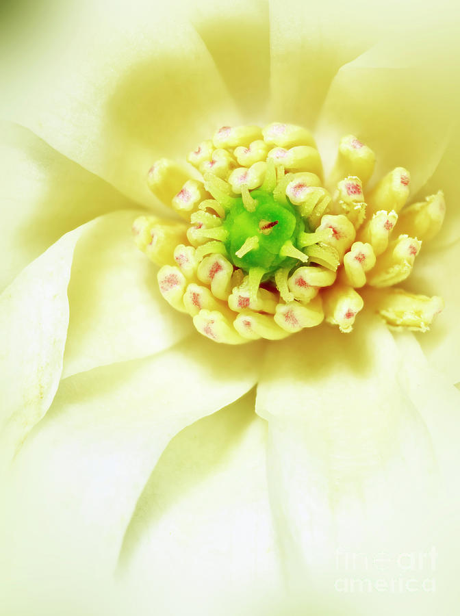 White Magnolia Pyrography by Joseph Miko