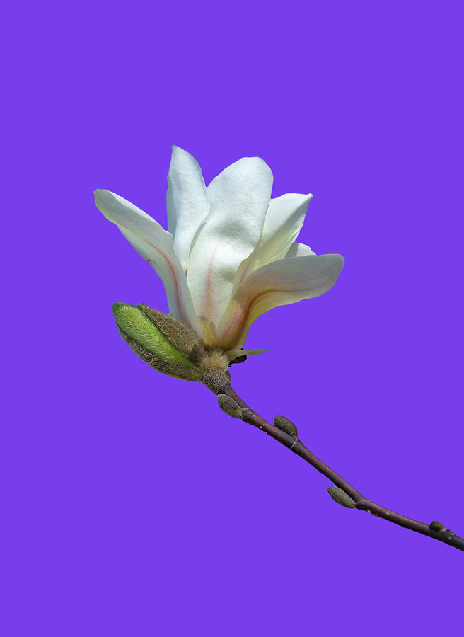White Magnolia on Purple Photograph by Cate Franklyn