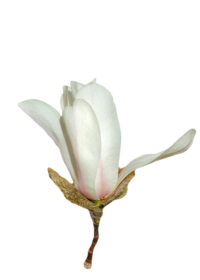 White Magnolia on White Photograph by Cate Franklyn