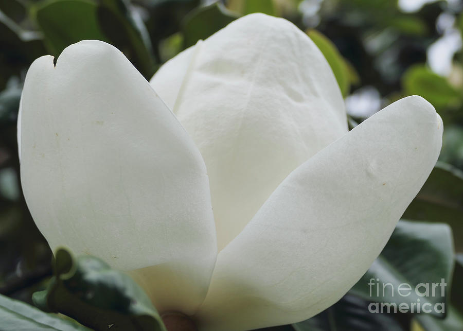 White Magnolia Petals Photograph by Bentley Davis