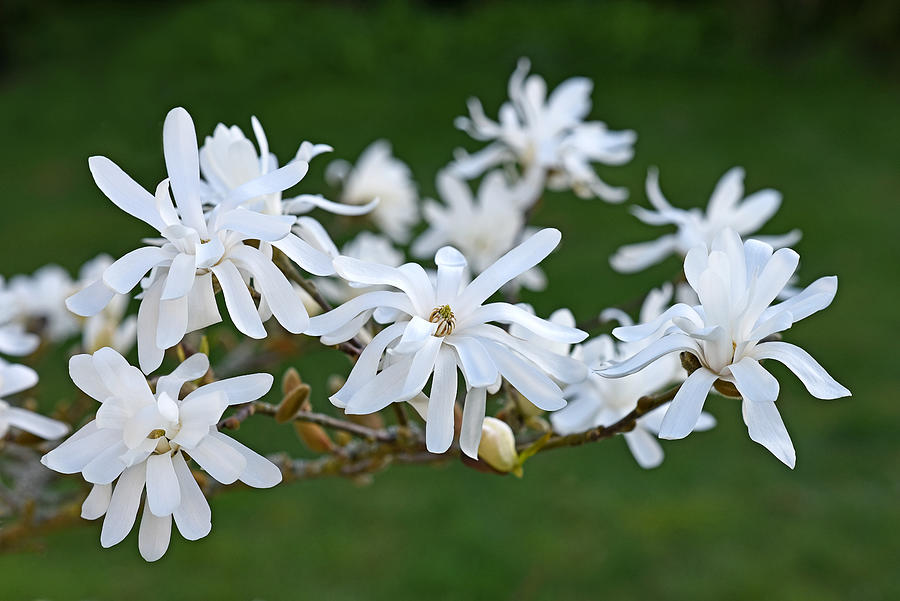White Magnolia Stellata  Photograph by Gill Billington