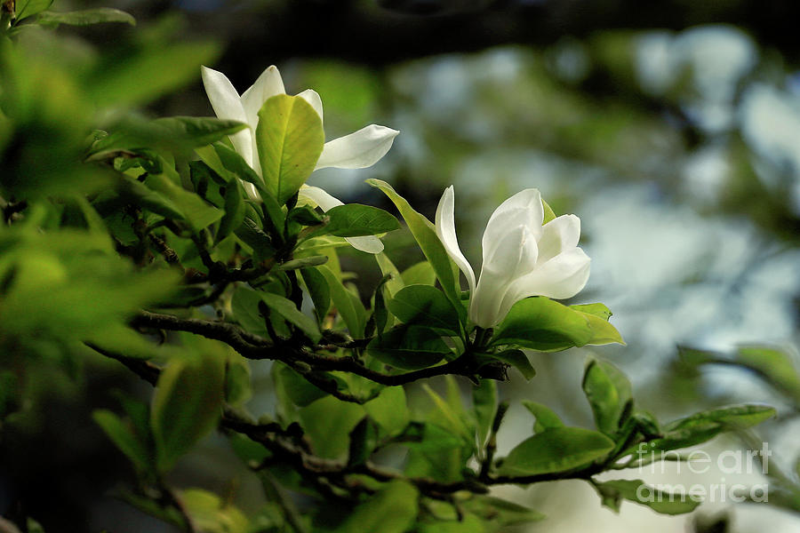White Magnolia Photograph by Terri Waters