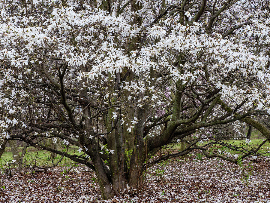 White magnolia tree. Photograph by Rob Huntley