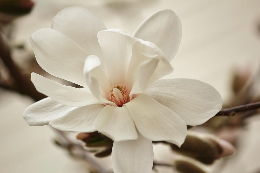 White Magnolia with Pink Center Photograph by E Faithe Lester