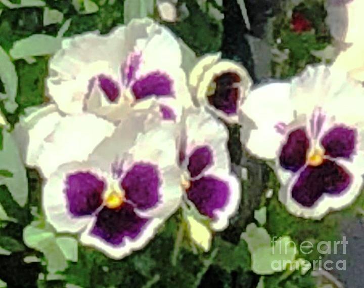 White Majestic Pansy  Photograph by Catherine Ludwig Donleycott
