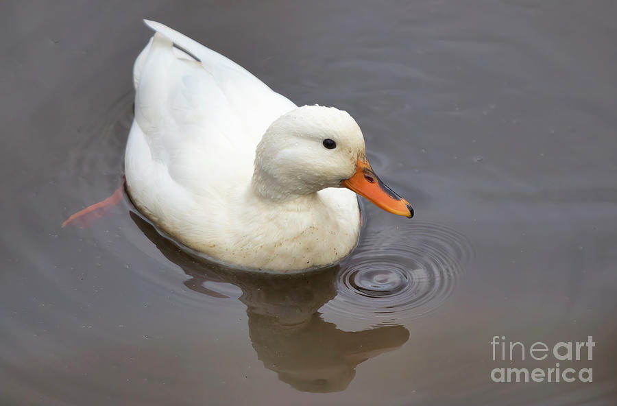 White Mallard Duck Photograph by Charline Xia