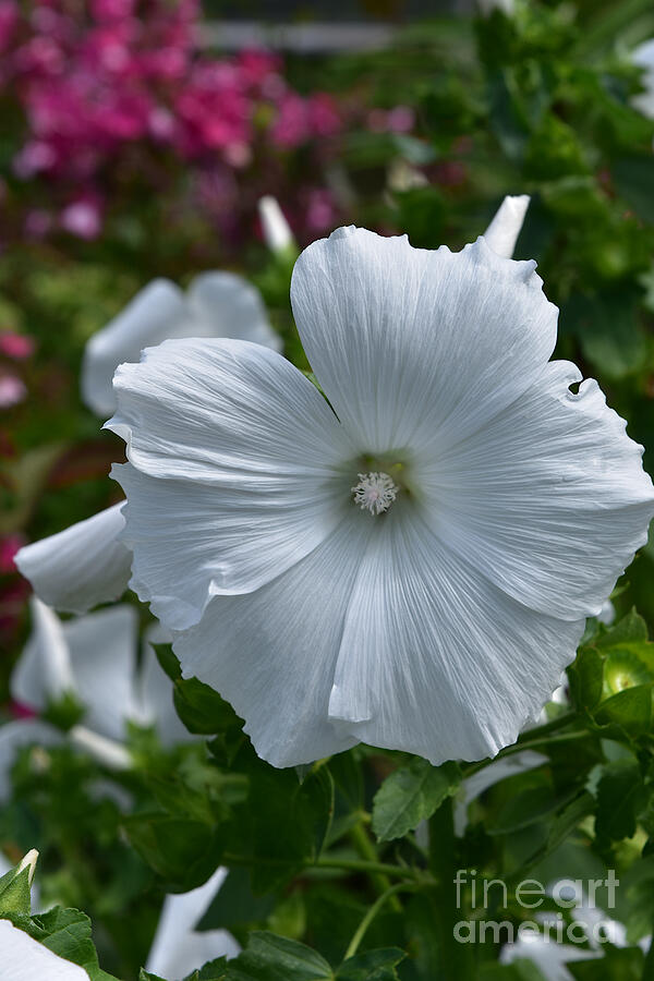 White Mallow Photograph by Yvonne Johnstone