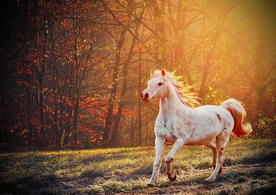 Nature Photograph - White Mare by KaFra Art