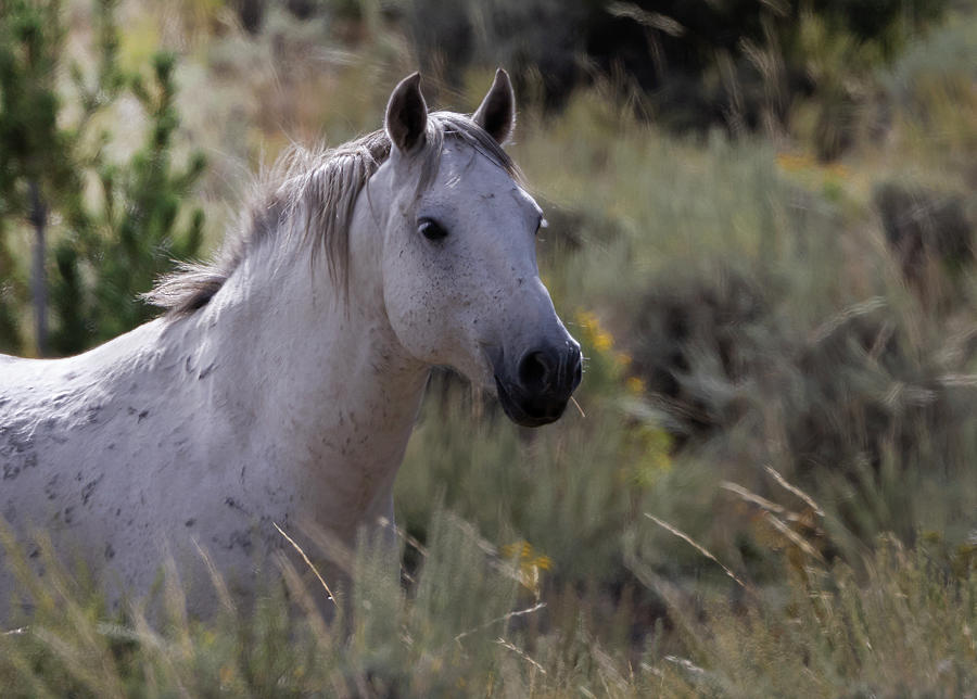 White Mare Photograph by Laura Terriere
