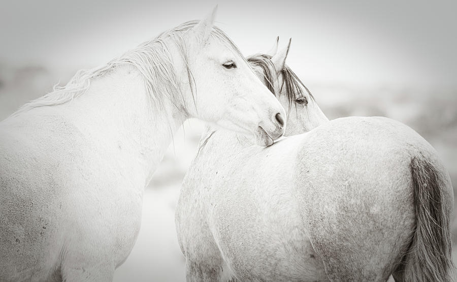 White Mares Photograph by Jami Bollschweiler - Fine Art America