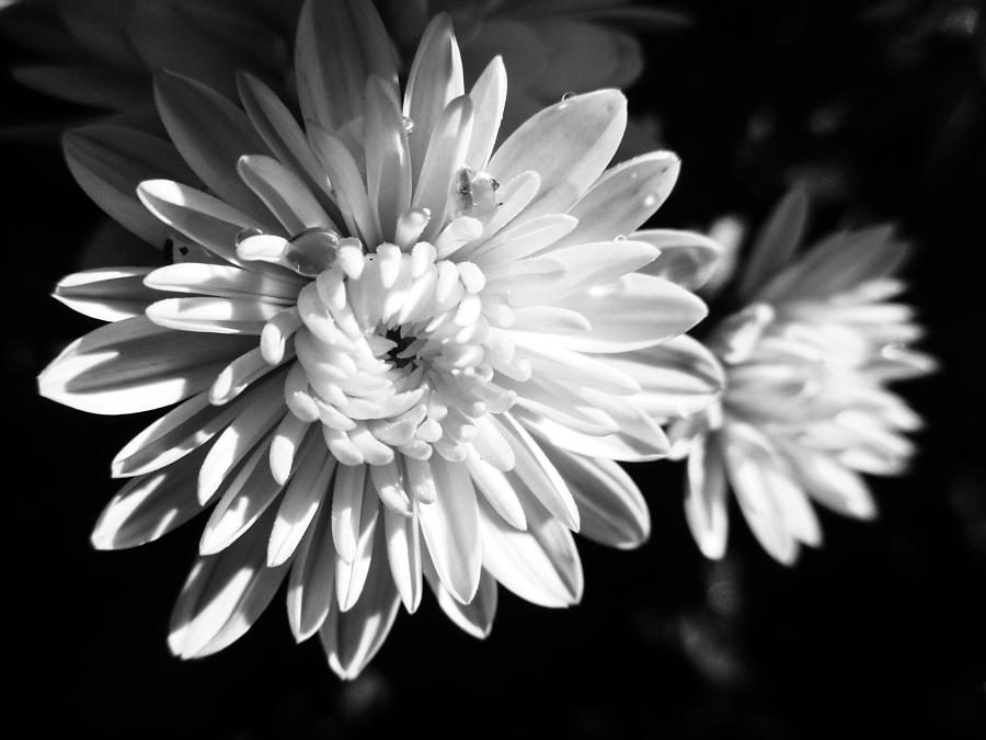White Marigolds Photograph by W Craig Photography
