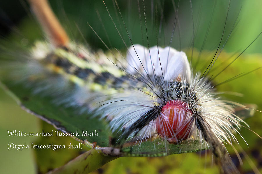 White-marked Tussock Moth Photograph by Mark Berman