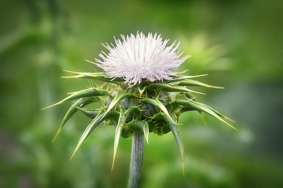 White Milk Thistle Photograph by Maria Meester