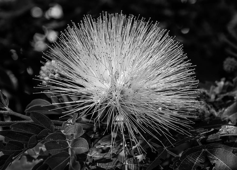 White Mimosa Flower Photograph by Robert Wilder Jr