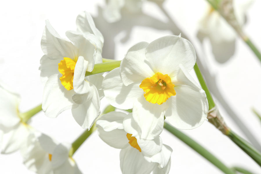 White Mini Daffodil On White Photograph