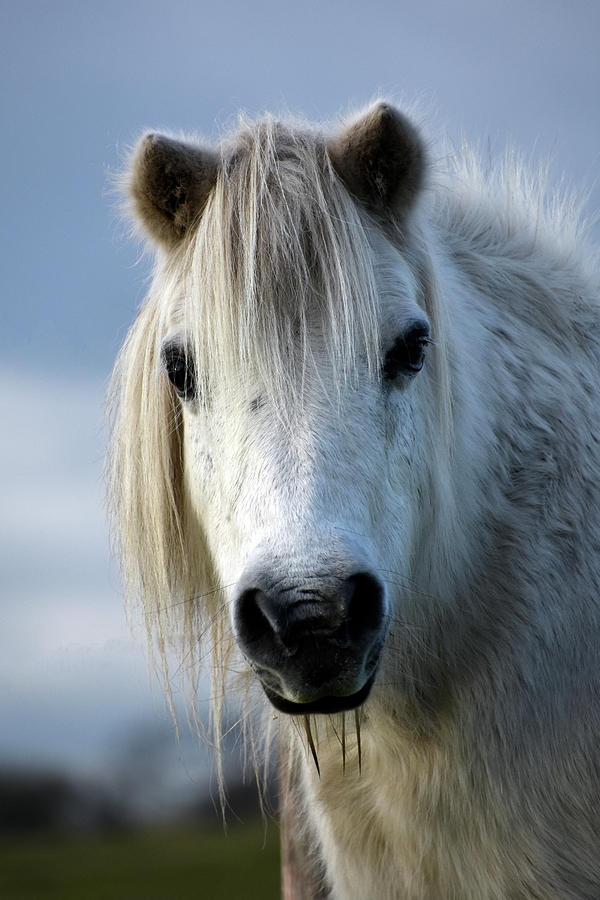 White miniature pony Wareham Dorset Photograph by Loren Dowding - Fine ...