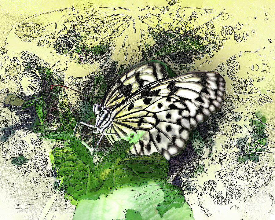 White Monarch Digital Art by Anthony Ellis