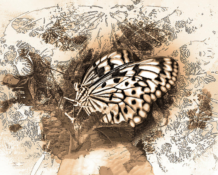 White Monarch - Monochrome Digital Art by Anthony Ellis