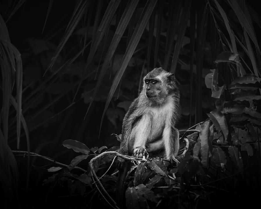 White Monkey On Tree Branch Digital Art