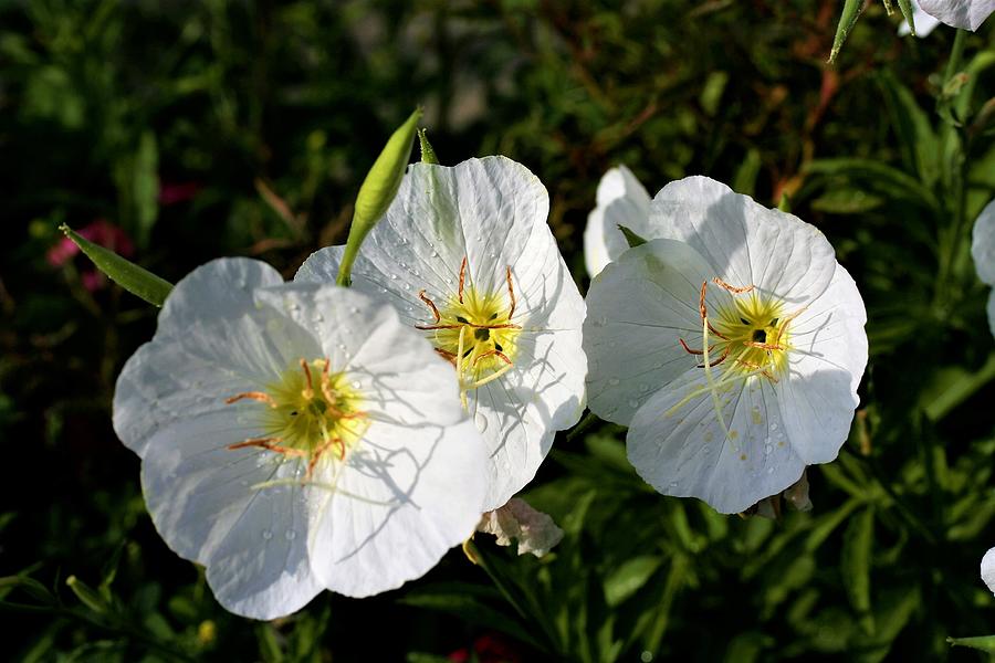 White Morning Glory Blossums Photograph by Dan Higgins - Fine Art America