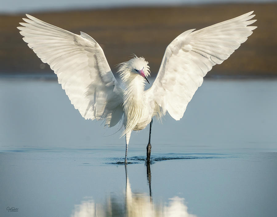 White Morph Reddish Egret Wing Spread Photograph