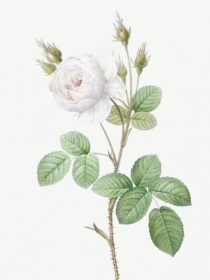 Pierre Joseph Redoute Painting - White Moss Rose, Misty Roses with White Flowers, Rosa muscosa alba by Pierre Joseph Redoute