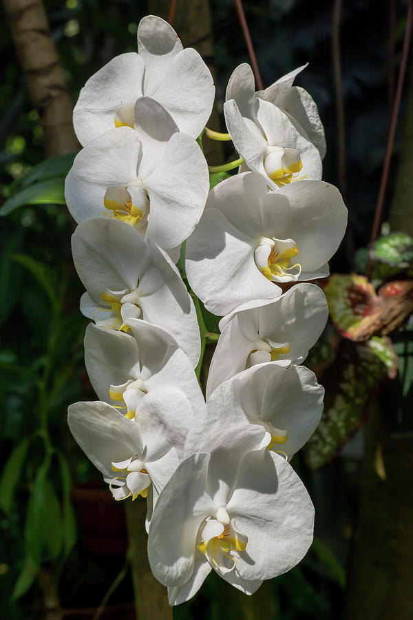 White Moth Orchid Flowers Photograph by Artur Bogacki