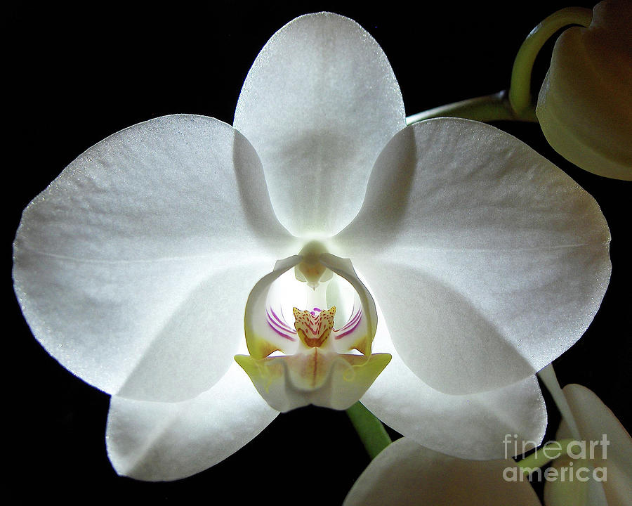 White Moth Orchid Photograph by Kathi Mirto