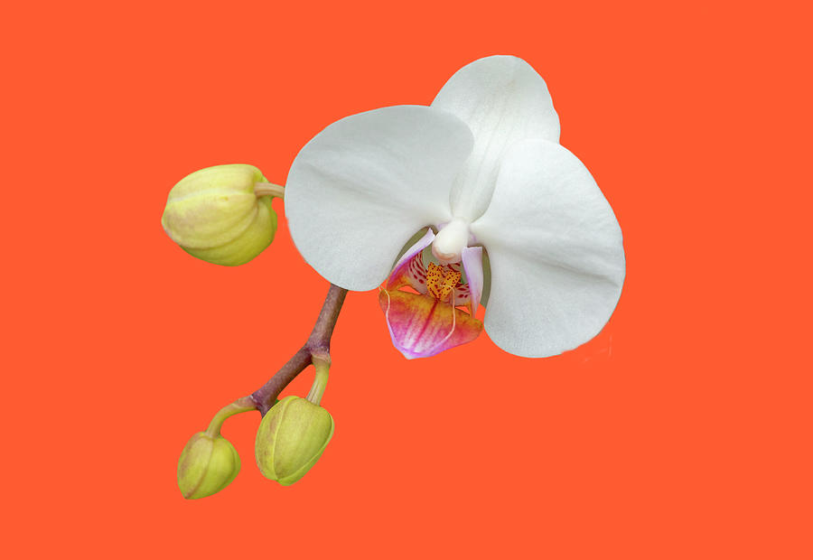 White Moth Orchid on Orange Photograph by Cate Franklyn