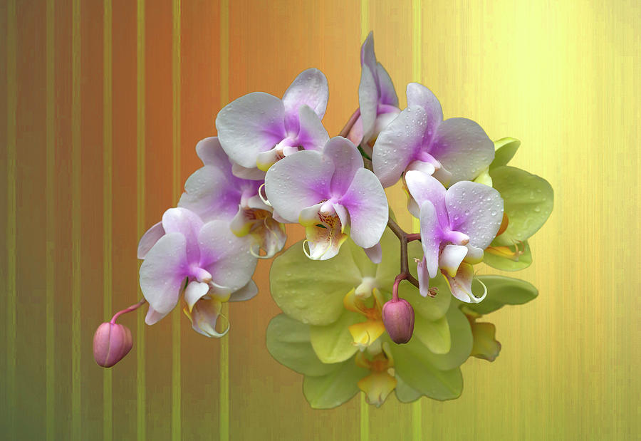 White Moth Orchids Photograph by Cate Franklyn