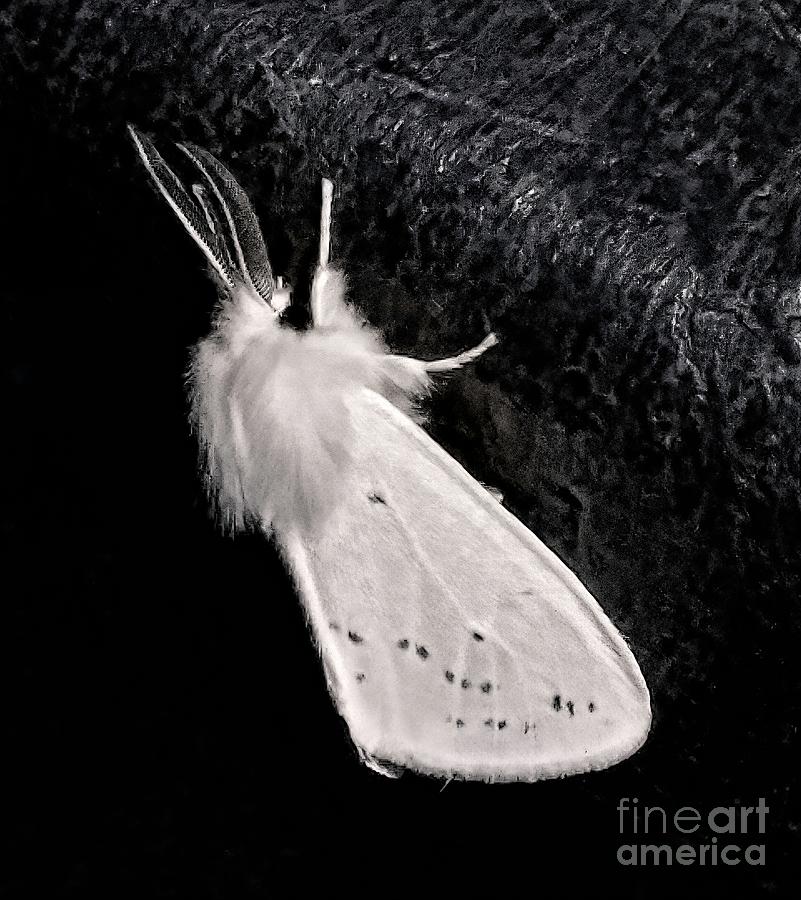 White Moth Photograph by Pete Trenholm