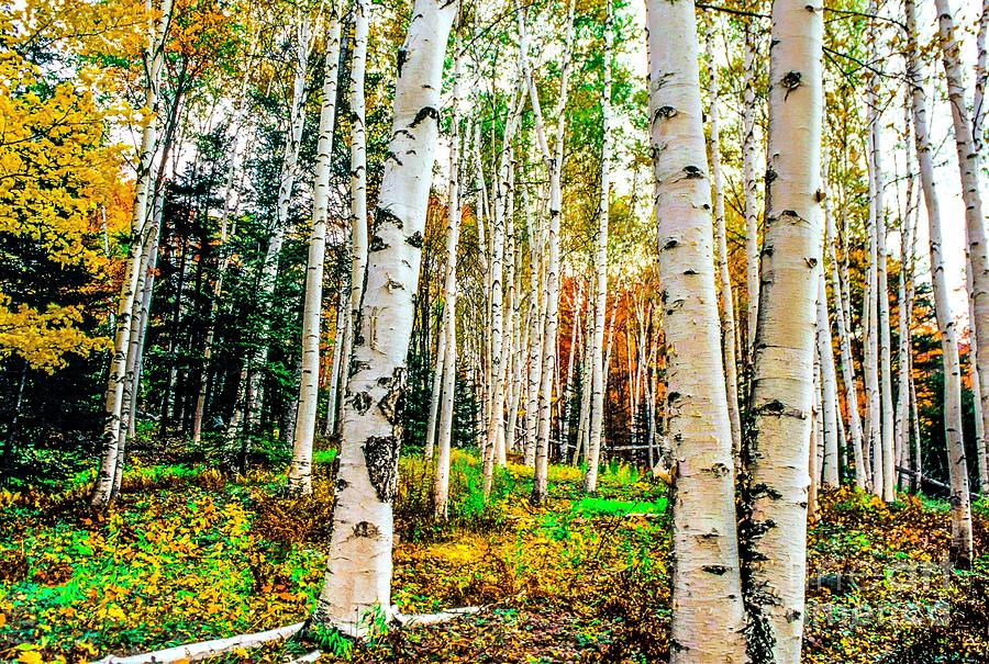 White Mountain National Forest birches Photograph by Michael McCormack