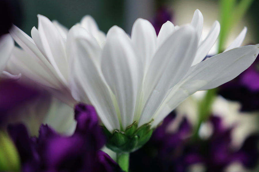 White Mum Photograph by Krithana Matthews