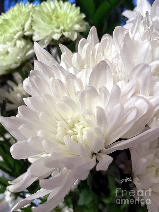 White Mums Photograph by CAC Graphics