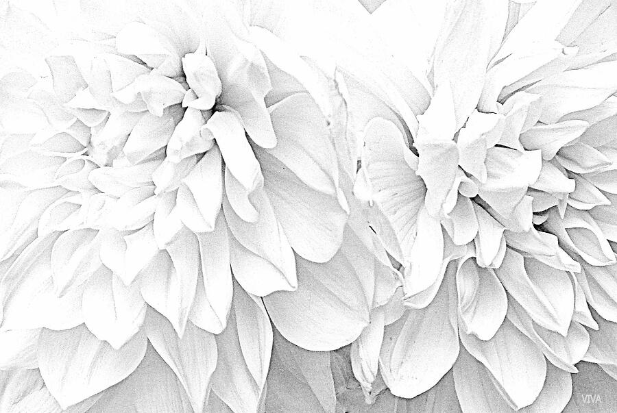 White  Mums Divine Photograph by VIVA Anderson